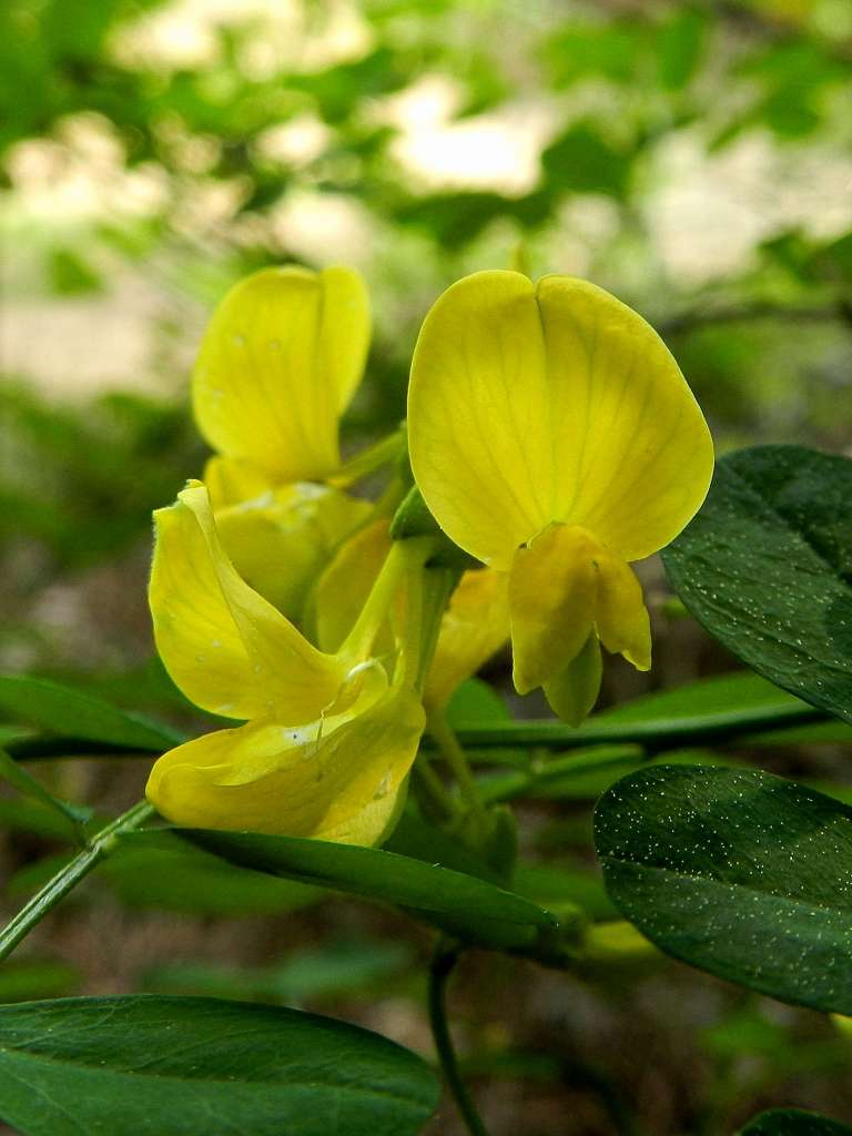 Emerus maior  (Fabaceae)